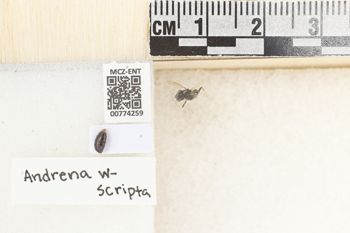 Media type: image;   Entomology 774259 Aspect: Labels